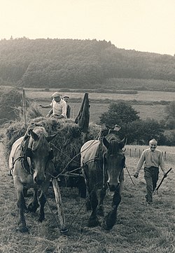 The haying in Forrières, Belgium
