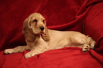 "Bill" the young English Cocker Spaniel.