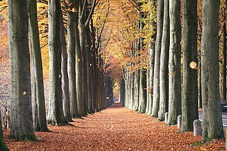 Fagus sylvatica in autumn.