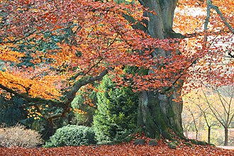 Fagus sylvatica Copper beech.