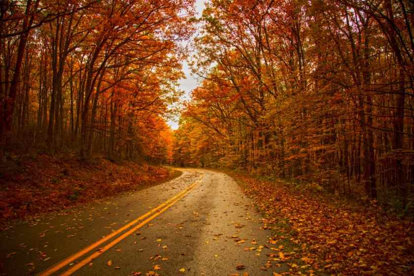 Allegheny Forest in October