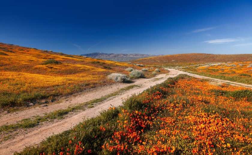 Antelope Valley California Poppy Reserve
