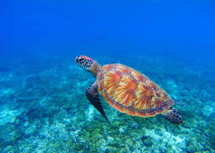 19 Breathtaking Places to Explore in The Philippines 20 Apo Island Diving