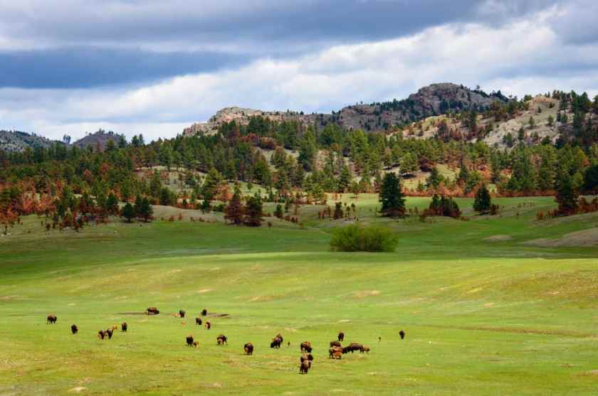 Black Hills National Forest
