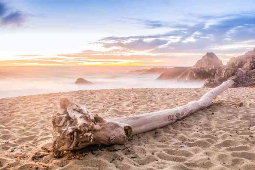 Bodega,Beach, California