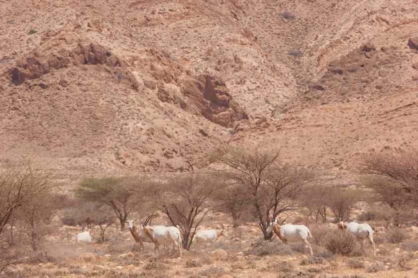 Bou-Hedma National Park