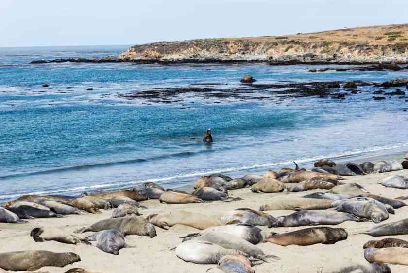 Cambria Elephant Seals
