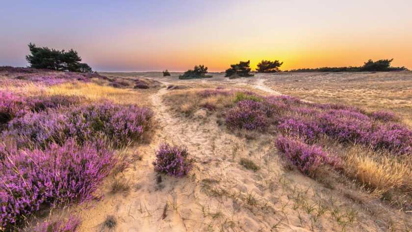 Hoge Veluwe National Park