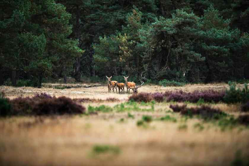 Hoge Veluwe National Park