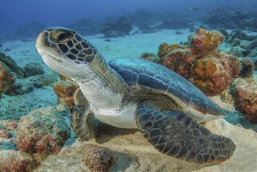 Isla Tortuga Costa Rica