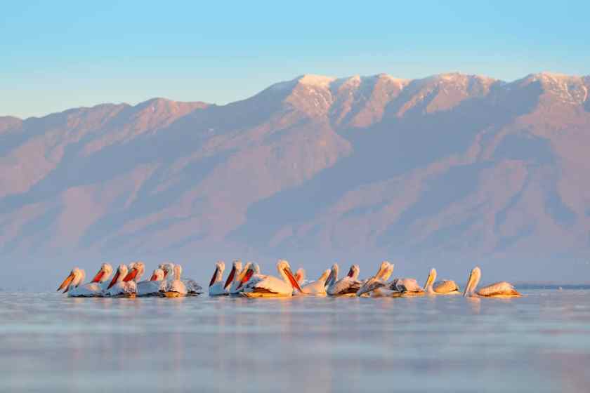 Lake Kerkini Greece