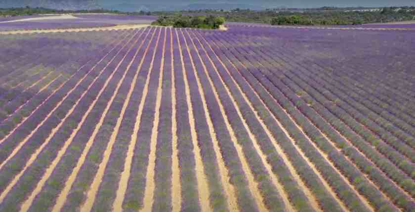 My drone shot of Provence Lavender fields taken in summer 2024