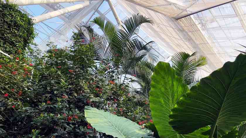 My photo inside the Allan Gardens Conservatory, just a 10-minute walk from the Kimpton Saint George Hotel