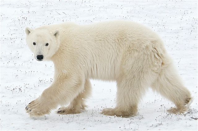 My photo of a polar bear in Churchill taken in January 2024