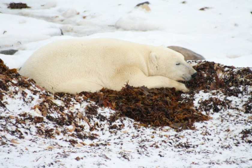 My photo of a sleeping polar bear in Churchilll Canada taken in January 2024