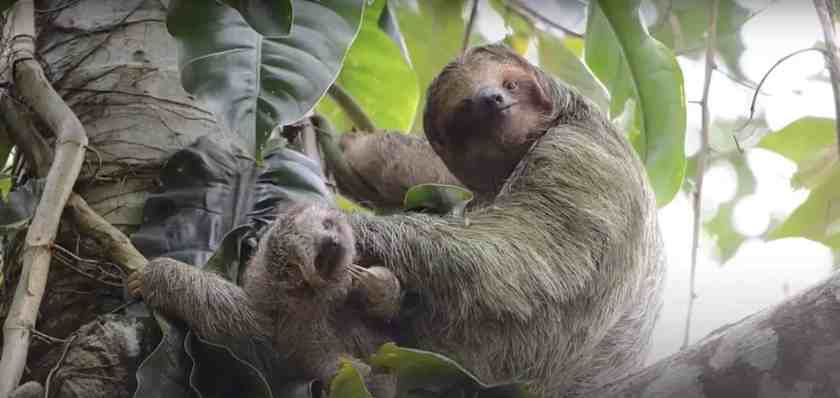 My photo of a sloth taken in Manuel Antonio National Park in winter 2024