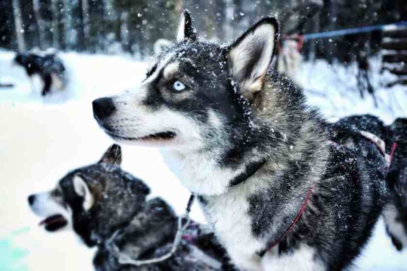 My photo of huskies in Oulanka National Park in Finnish Lapland taken January 2023