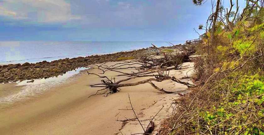 Driftwood Beach on Jekyll Island