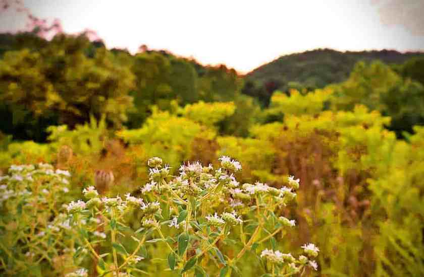 The golden grasses and wildflowers of Wah Kon-Tah Prairie!