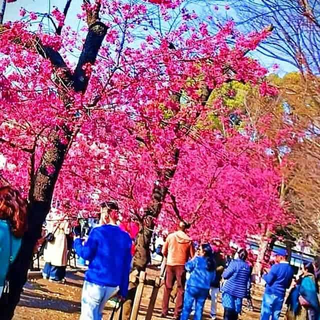 My shot of the blossom in Ueno Park in Tokyo