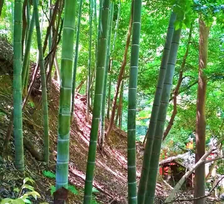 Bamboo groves around Arashiyama in Kyoto
