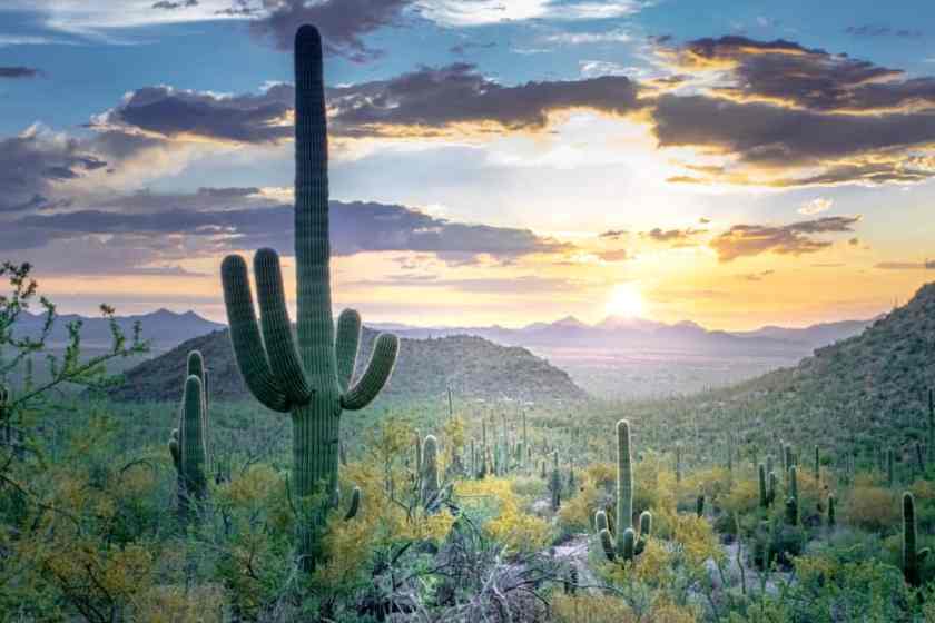 18 Awesome Places to Visit in March in USA 27 Saguaro National Park, Arizona