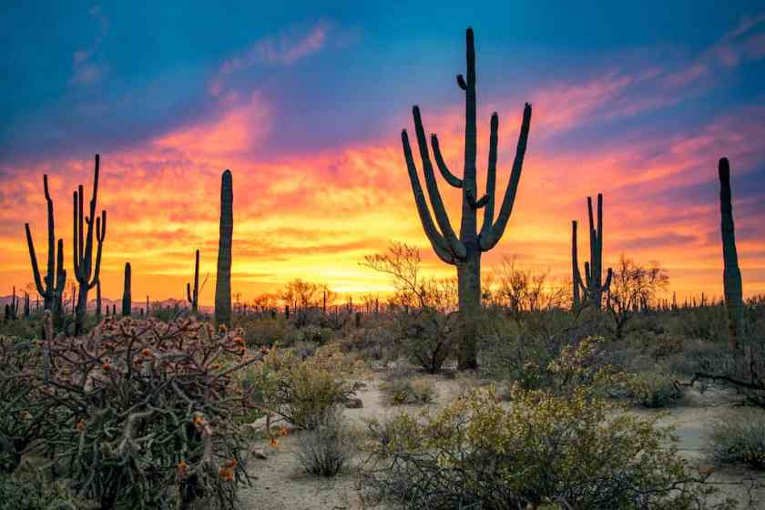 18 Awesome Places to Visit in March in USA 26 Saguaro National Park Arizona