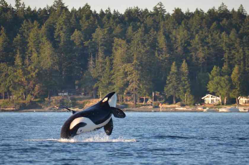 San Juan Islands - places to visit in August
