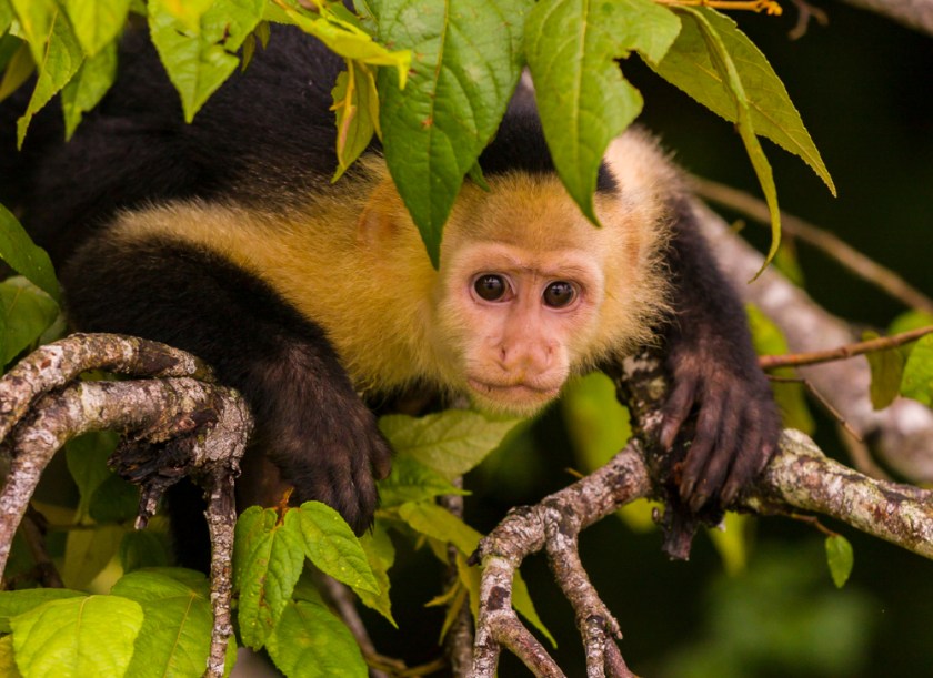Soberania National Park Panama