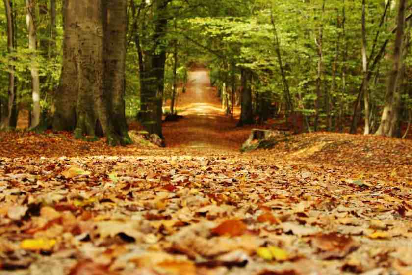 Sonian Forest Belgium