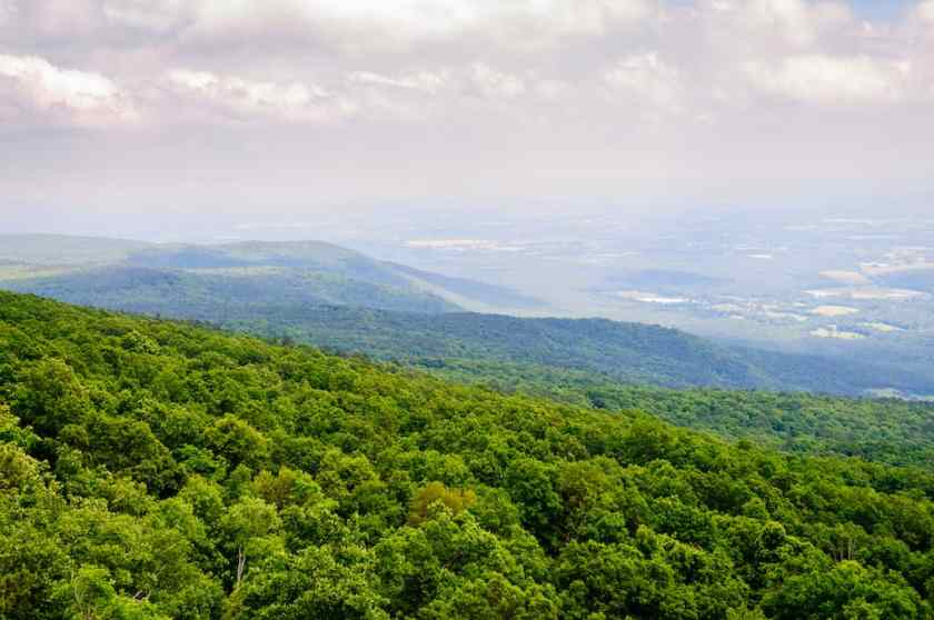 St. Francis National Forest