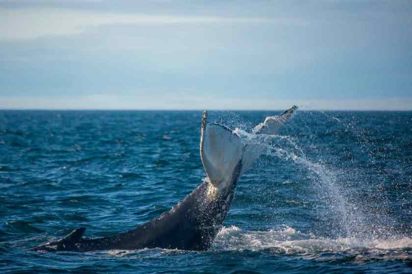 The Bay of Fundy Whale Canada