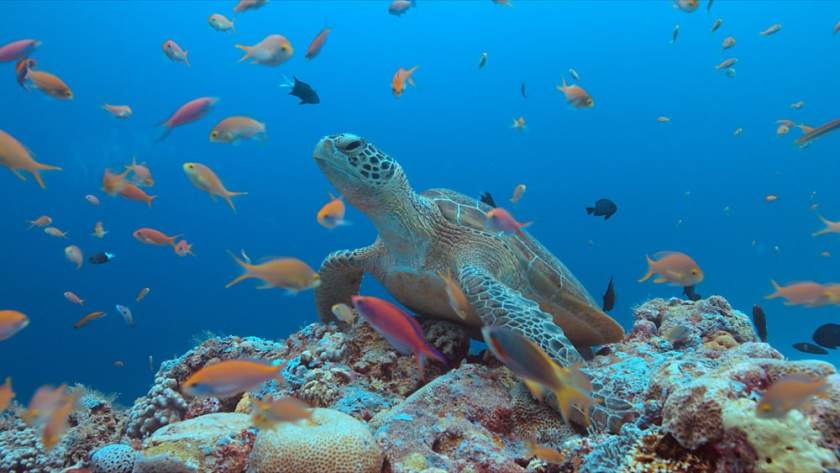 19 Breathtaking Places to Explore in The Philippines 32 Tubbataha Reefs
