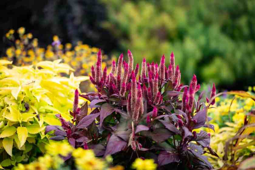 Western Kentucky Botanical Garden
